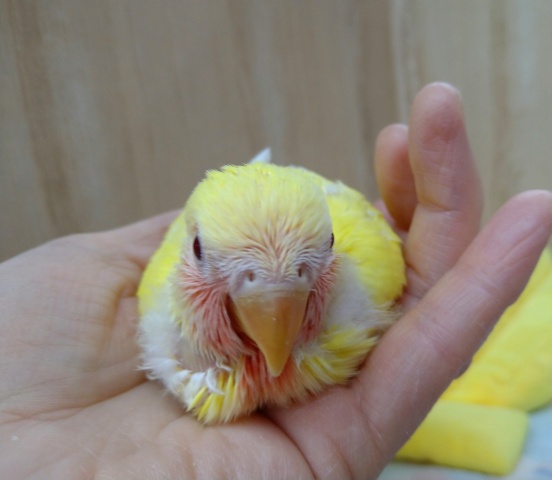 コザクラインコ（小桜インコ）