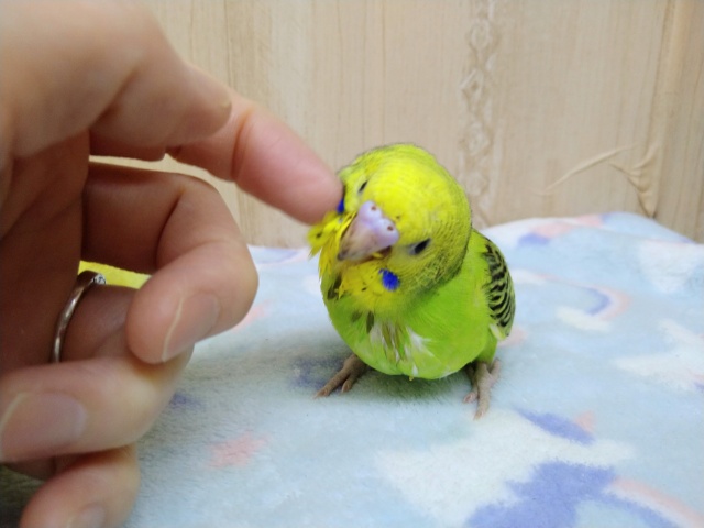 セキセイインコ