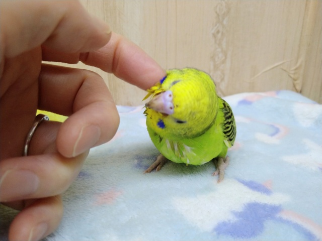 セキセイインコ