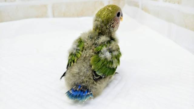 コザクラインコ（小桜インコ）