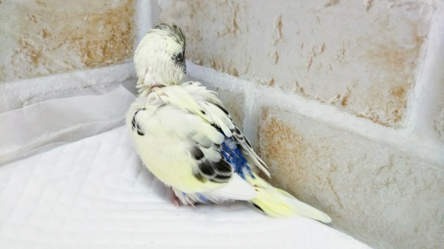🌈人気カラー🌈 セキセイインコ(4色ハルクイン) セキセイインコ