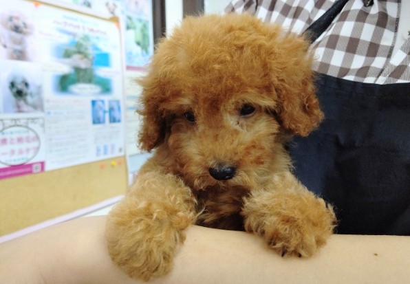 トイプードル