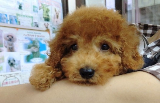 トイプードル