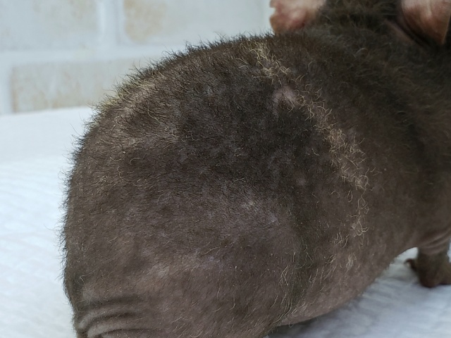 スキニーギニアピッグ