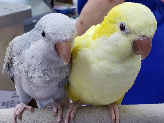 オキナインコ
