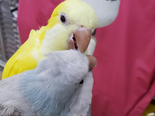 オキナインコ