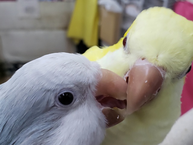 オキナインコ
