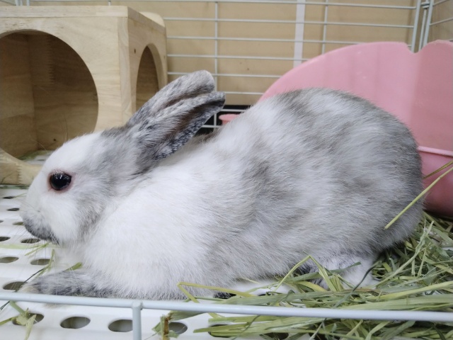 ネザーランドドワーフ