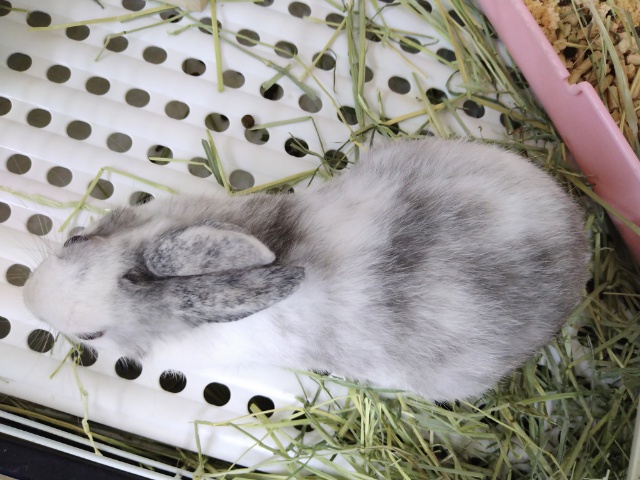 ネザーランドドワーフ