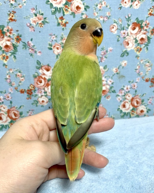 コザクラインコ（小桜インコ）