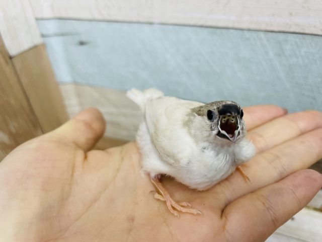 錦花鳥（キンカチョウ）