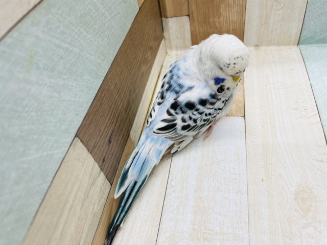 飛ぶよ!?ポーズが激かわ♥ジャンボセキセイインコ! ジャンボセキセイインコ