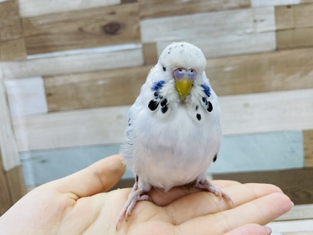 飛ぶよ!?ポーズが激かわ♥ジャンボセキセイインコ! ジャンボセキセイインコ