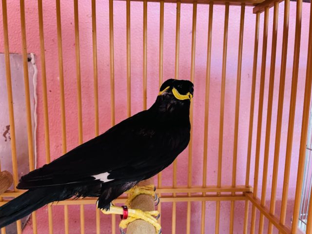 久々入舎しました!九官鳥! 九官鳥(キュウカンチョウ)