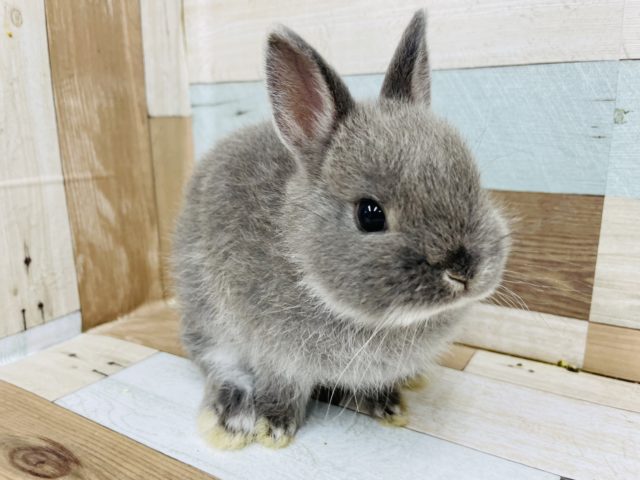 ネザーランドドワーフ