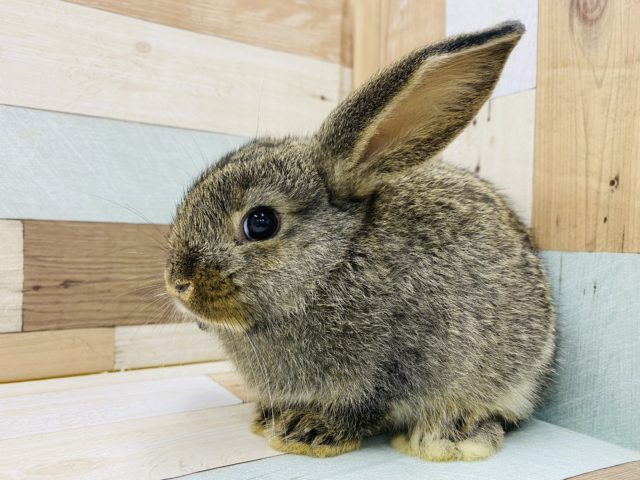 美人さん!ロップイヤーチェスナット! ロップイヤーラビット