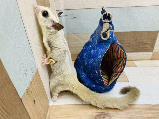 フクロモモンガ