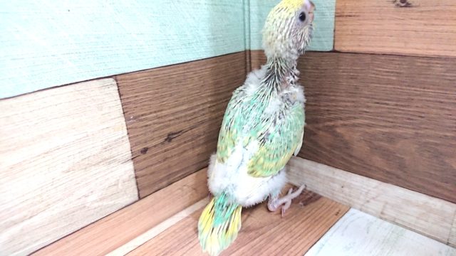 セキセイインコ