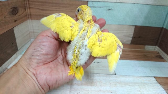 セキセイインコ