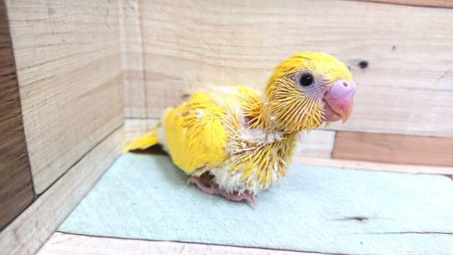 セキセイインコ