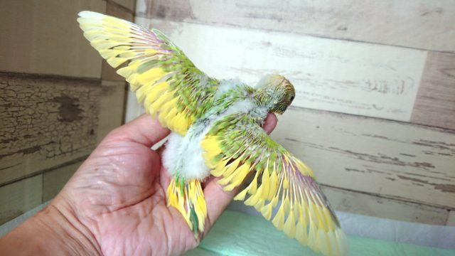 セキセイインコ