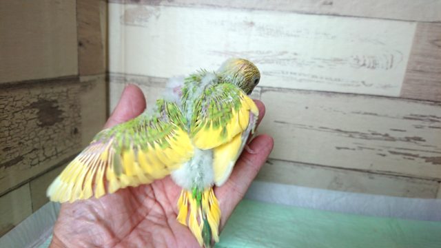 セキセイインコ