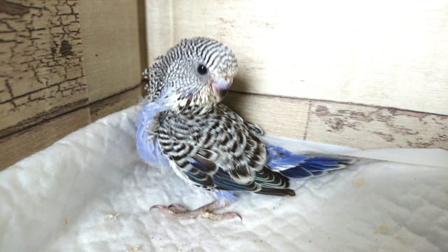 ジャンボセキセイインコ