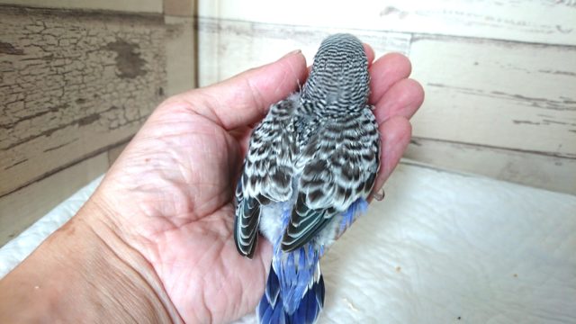 ジャンボセキセイインコ