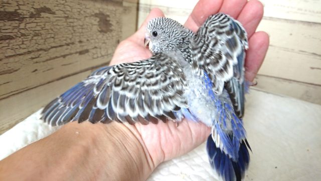 ジャンボセキセイインコ