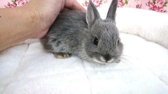 ネザーランドドワーフ