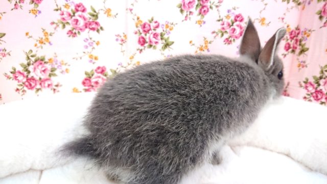 ネザーランドドワーフ