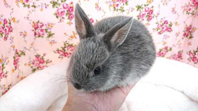 ネザーランドドワーフ