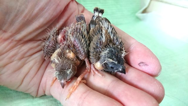 錦花鳥（キンカチョウ）