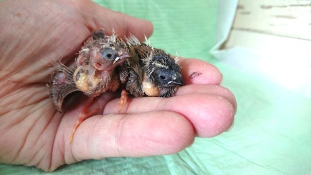 錦花鳥（キンカチョウ）