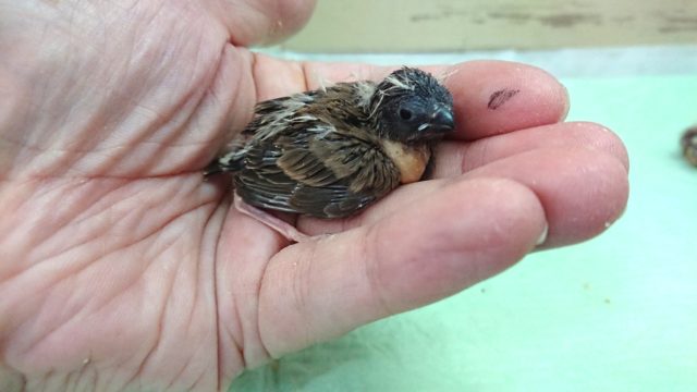 錦花鳥（キンカチョウ）