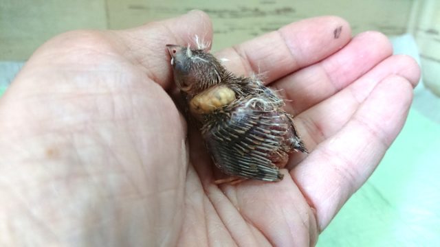 錦花鳥（キンカチョウ）