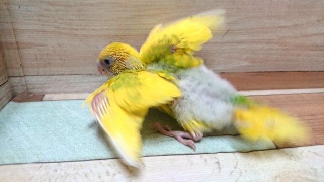 セキセイインコ