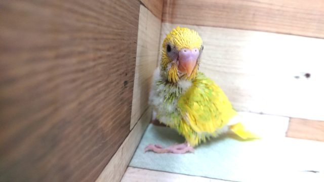 セキセイインコ