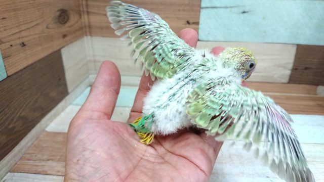 セキセイインコ