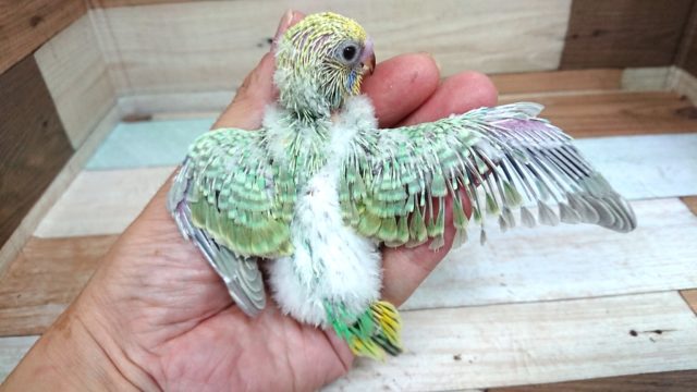 セキセイインコ