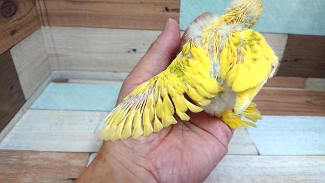 セキセイインコ