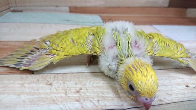 セキセイインコ