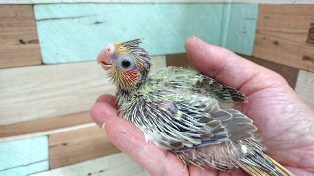 オカメインコ