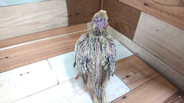 オカメインコ