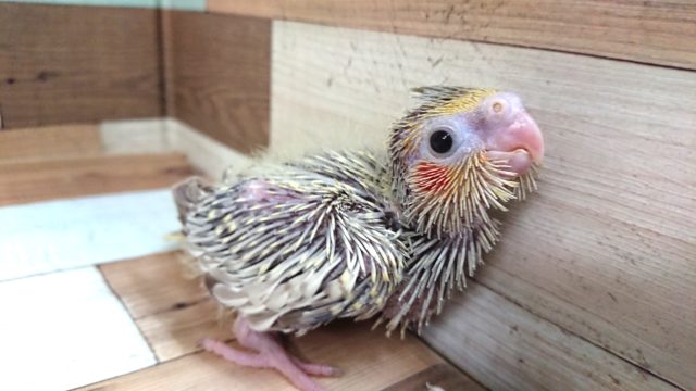 オカメインコ