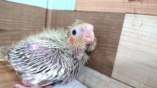 オカメインコ