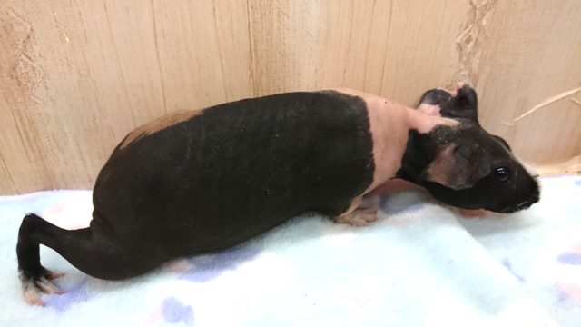 スキニーギニアピッグ