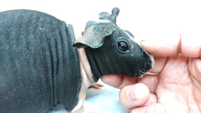 スキニーギニアピッグ