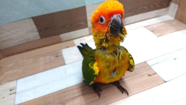コガネメキシコインコ