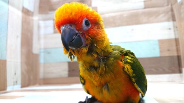 コガネメキシコインコ